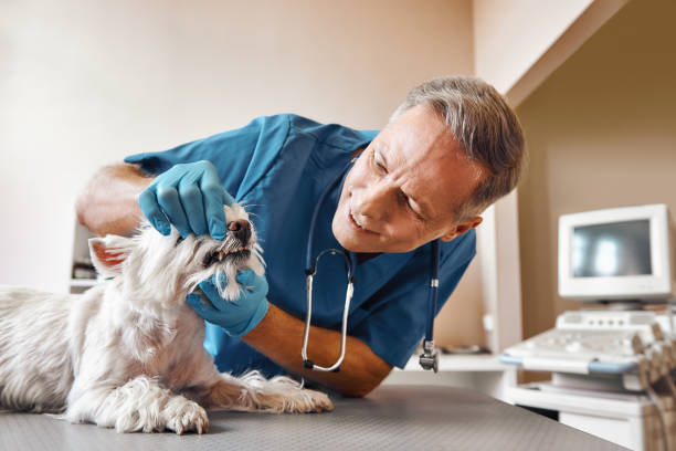 Best 24-Hour Emergency Dentist in West Falls Church, VA